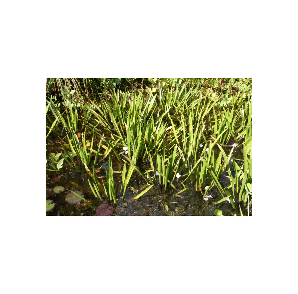 Pond Plant - Stratiotes aloides (Water Soldiers) - Pack of 3 Plants