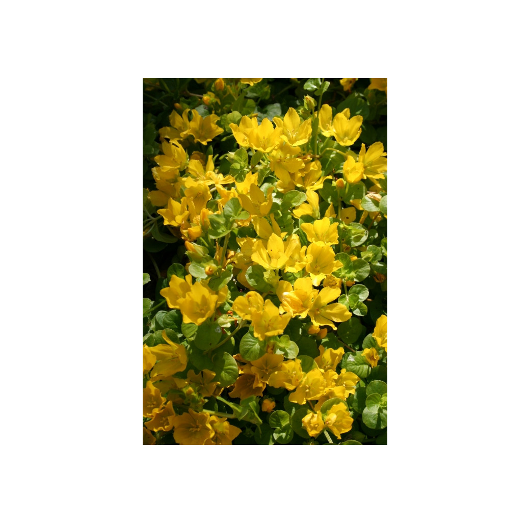 Pond Plant - Lysimachia nummularia (Creeping Jenny) - Pack of 3 Plug Plants