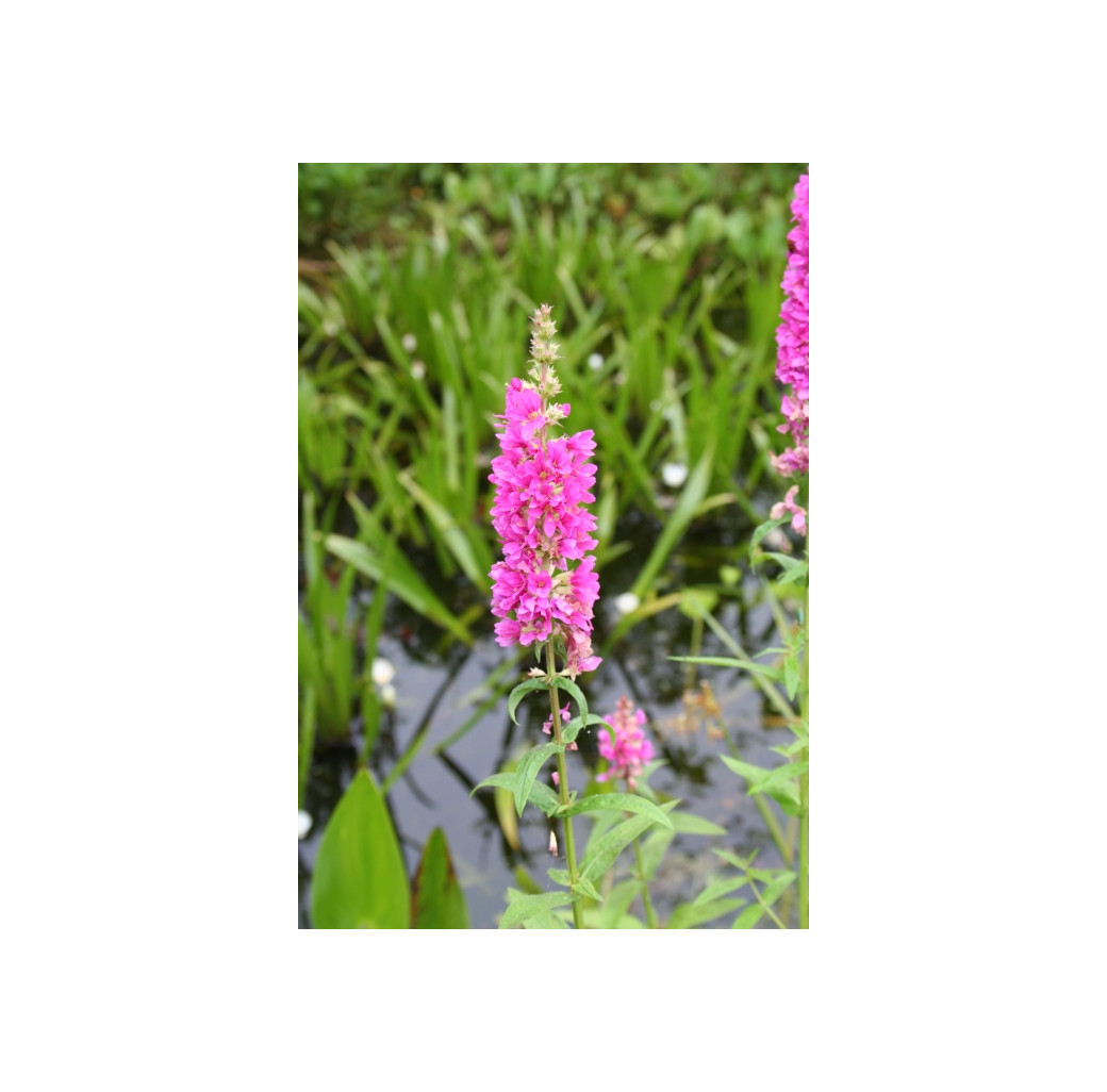 Pond Plant - Lythrum salicaria (Purple Loosestrife) - Pack of 3 Plug Plants