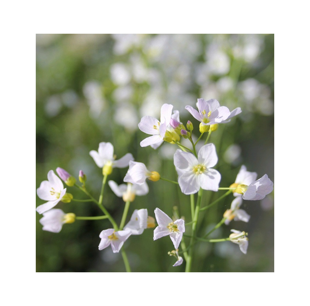 Cuckoo Flower (Cardamine Pratensis) Marginal Pond Plant