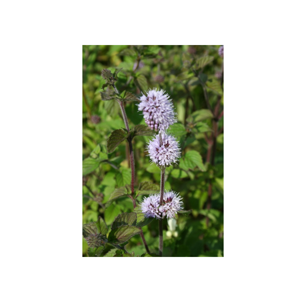 Pond Plant - Mentha aquatica (Water Mint) - Pack of 3 Plug Plants