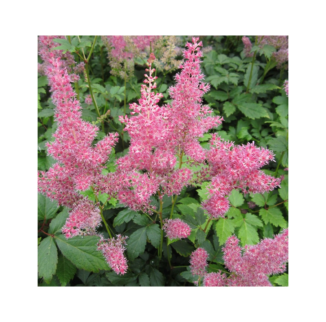 False Goats Beard (Astilbe Pink) Moisture Loving Pond Plant 