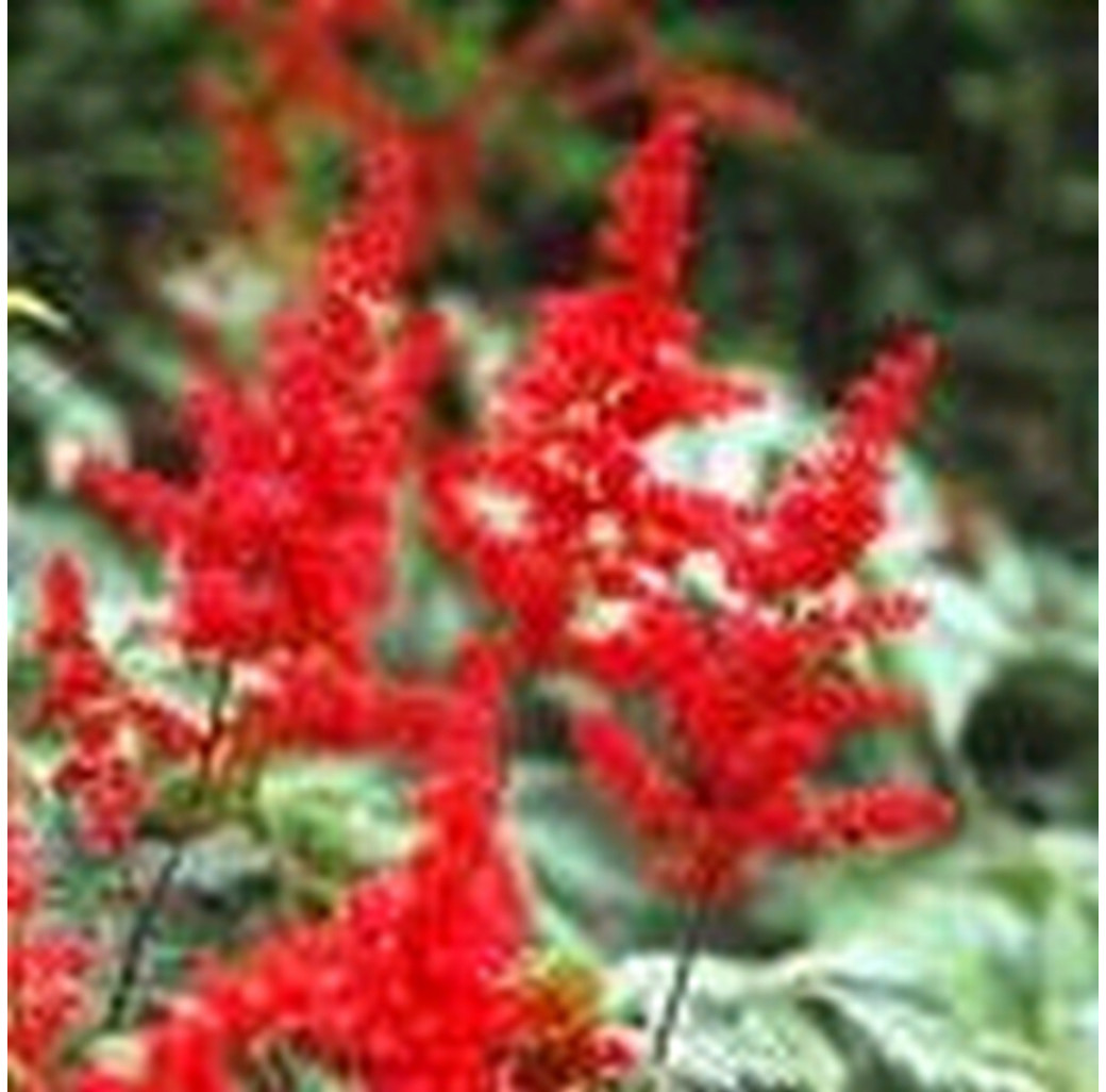 False Goats Beard (Astilbe Red) Moisture Loving Pond Plant 