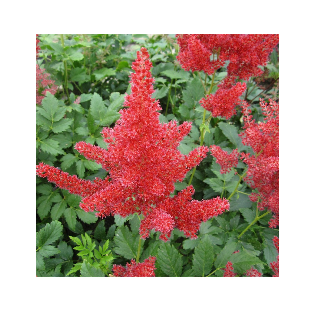 False Goats Beard (Astilbe Red) Moisture Loving Pond Plant 