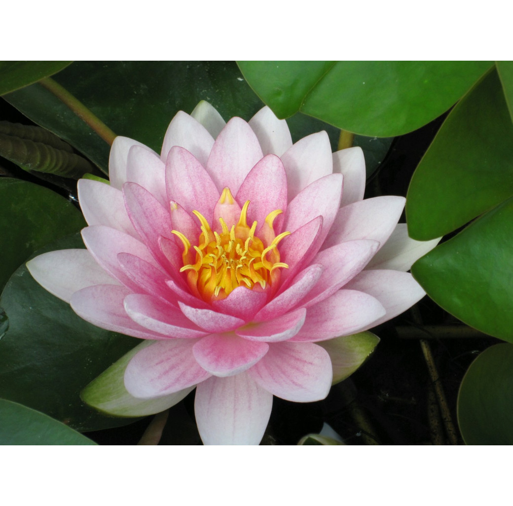 Darwin Water Lily (Nymphaea Darwin 'Hollandia') Pink Pond Water Lily