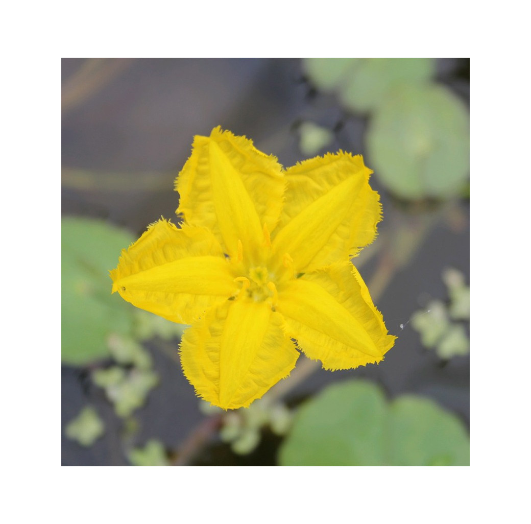 Floating Heart (Nymphoides Peltata) 1L Deep Water Pond Plant