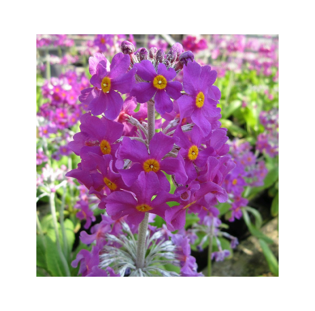 Bee's Primrose (Primula beesiana) Moisture Loving Pond Plant Pack of 3