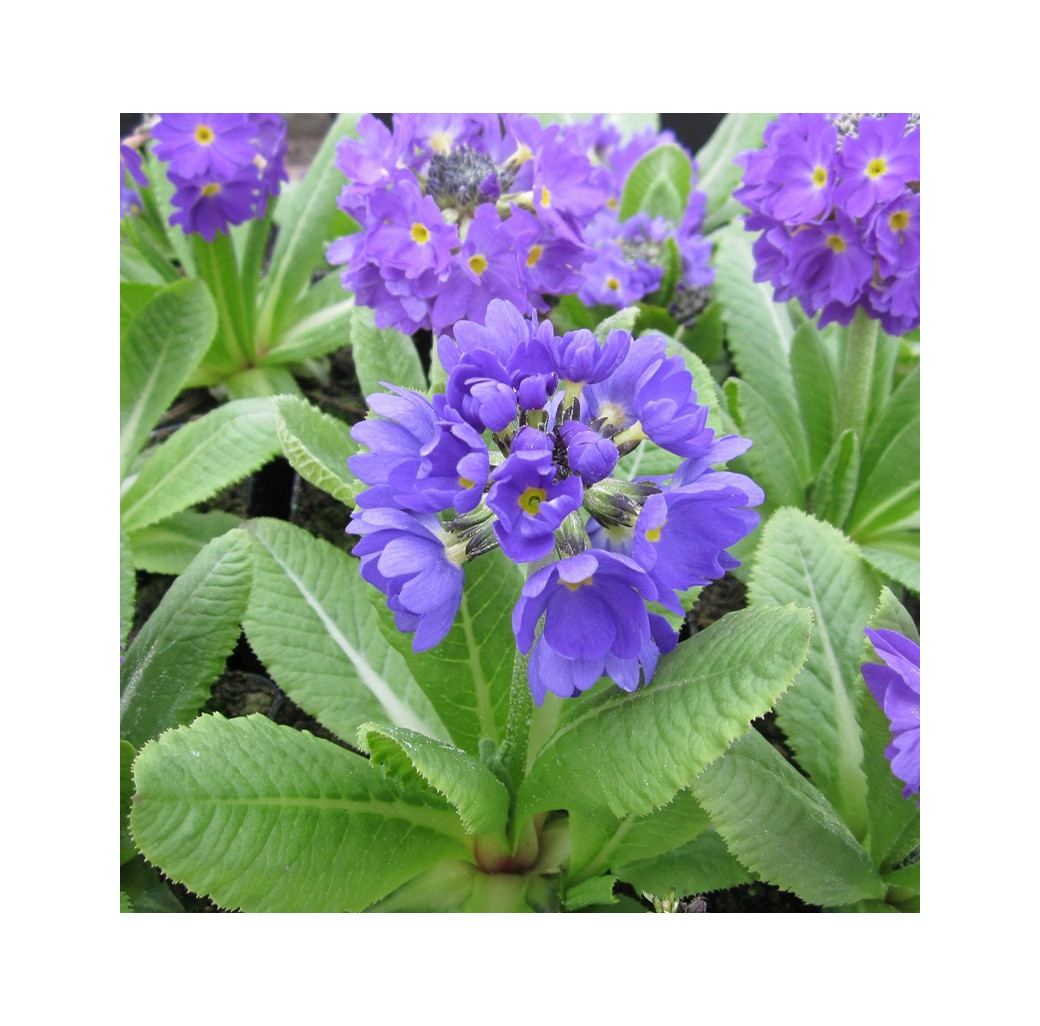 Drumstick Primrose (Primula denticulata) Moisture Loving Pond Plant Pack of 3