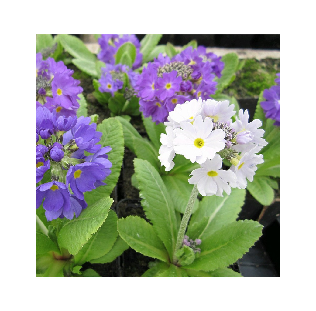 Drumstick Primrose (Primula denticulata) Moisture Loving Pond Plant Pack of 3