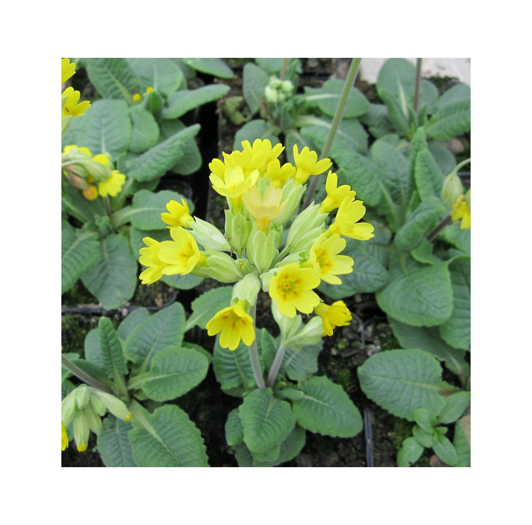 Cowslip (Primula veris) Moisture Loving Pond Plant Pack of 3