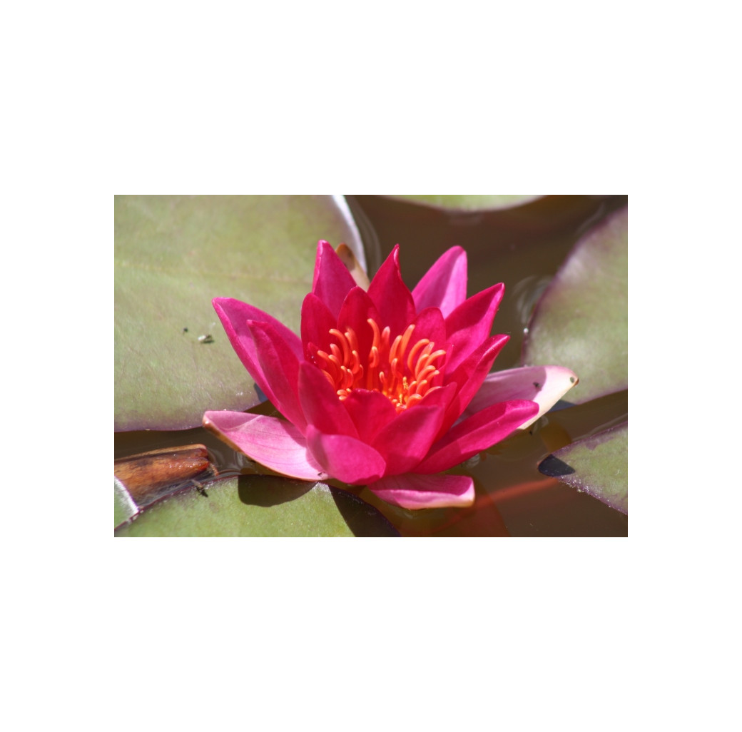 Pond Plant - Red Miniature Waterlily (1L)