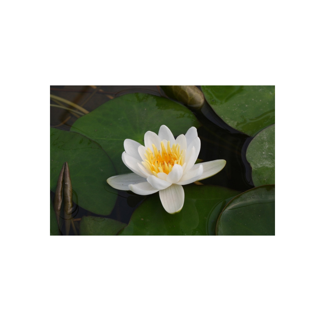 Pond Plant - White Miniature Waterlily (1L)