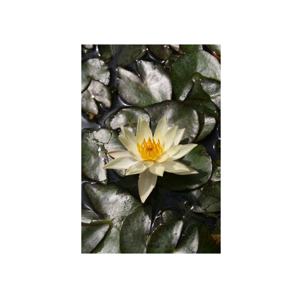 Pond Plant - Yellow Miniature Waterlily (1L)