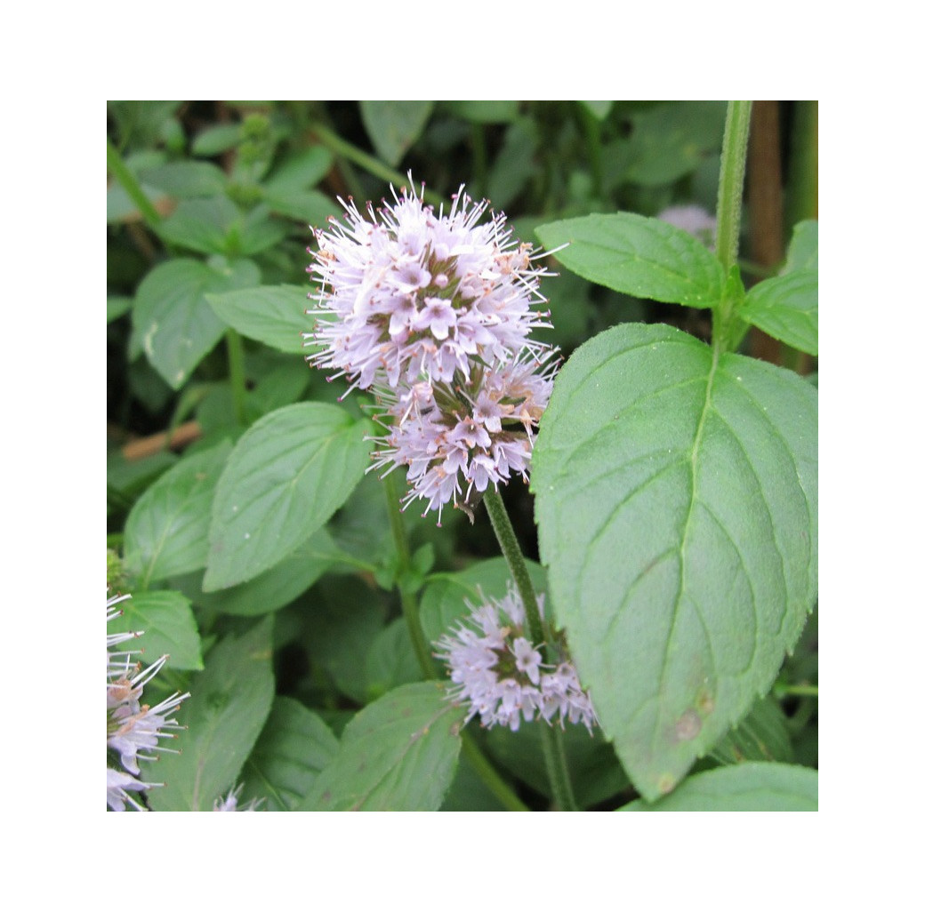 Water Mint (Mentha aquatica) Marginal Pond Plant