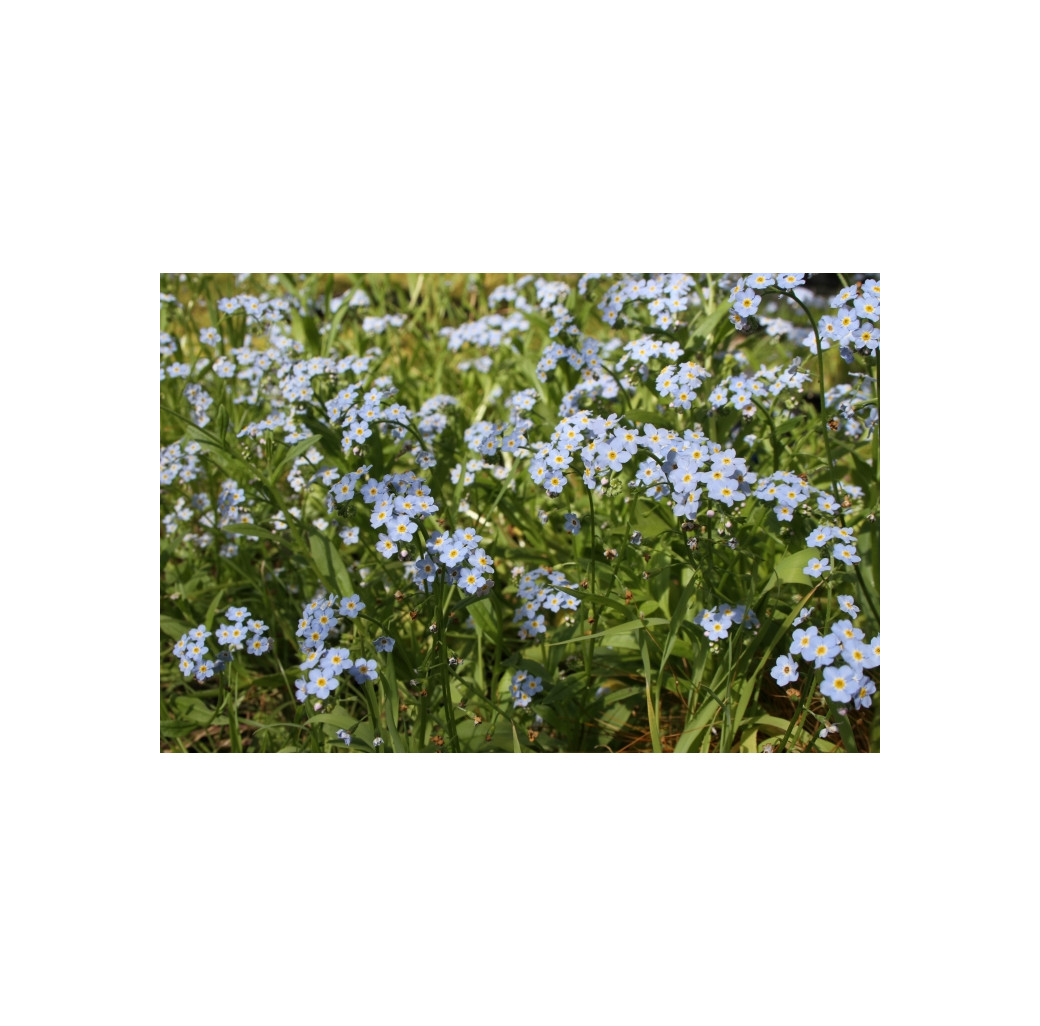 Pond Plant - Myosotis palustris (Water Forget-Me-Not) - Pack of 3 Plug Plants