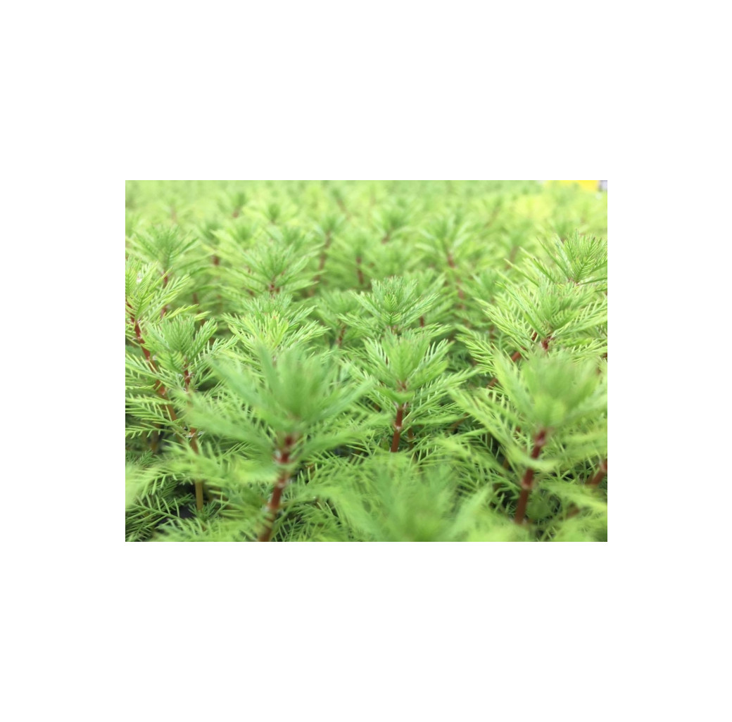 Pond Plant - Myriophyllum brasiliensis (Red Stemmed Parrots Feather) - Pack of 3 Plug Plants