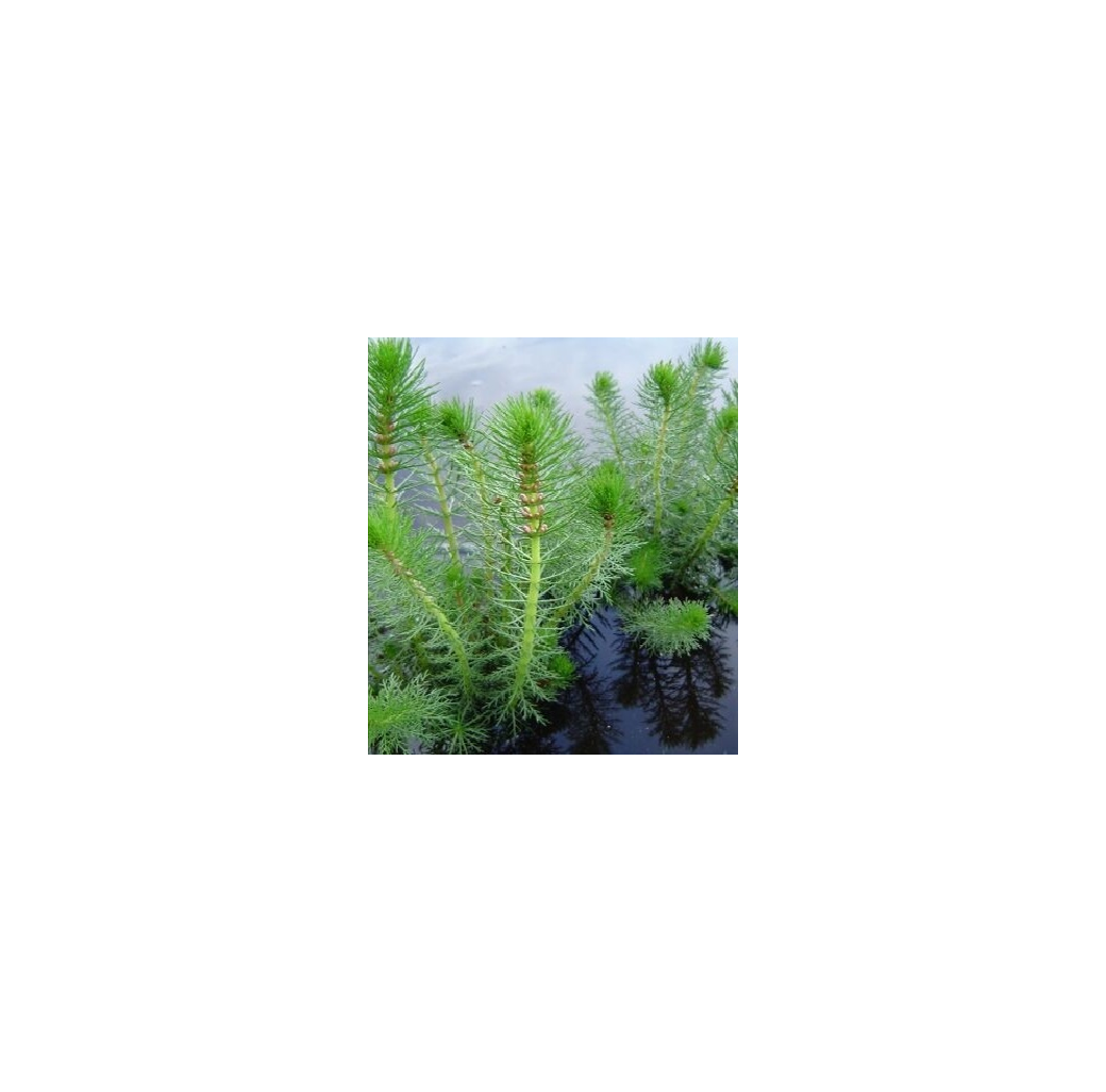 Pond Plant - Myriophyllum crispatum (Upright Water Milfoil) - Pack of 3 Plug Plants