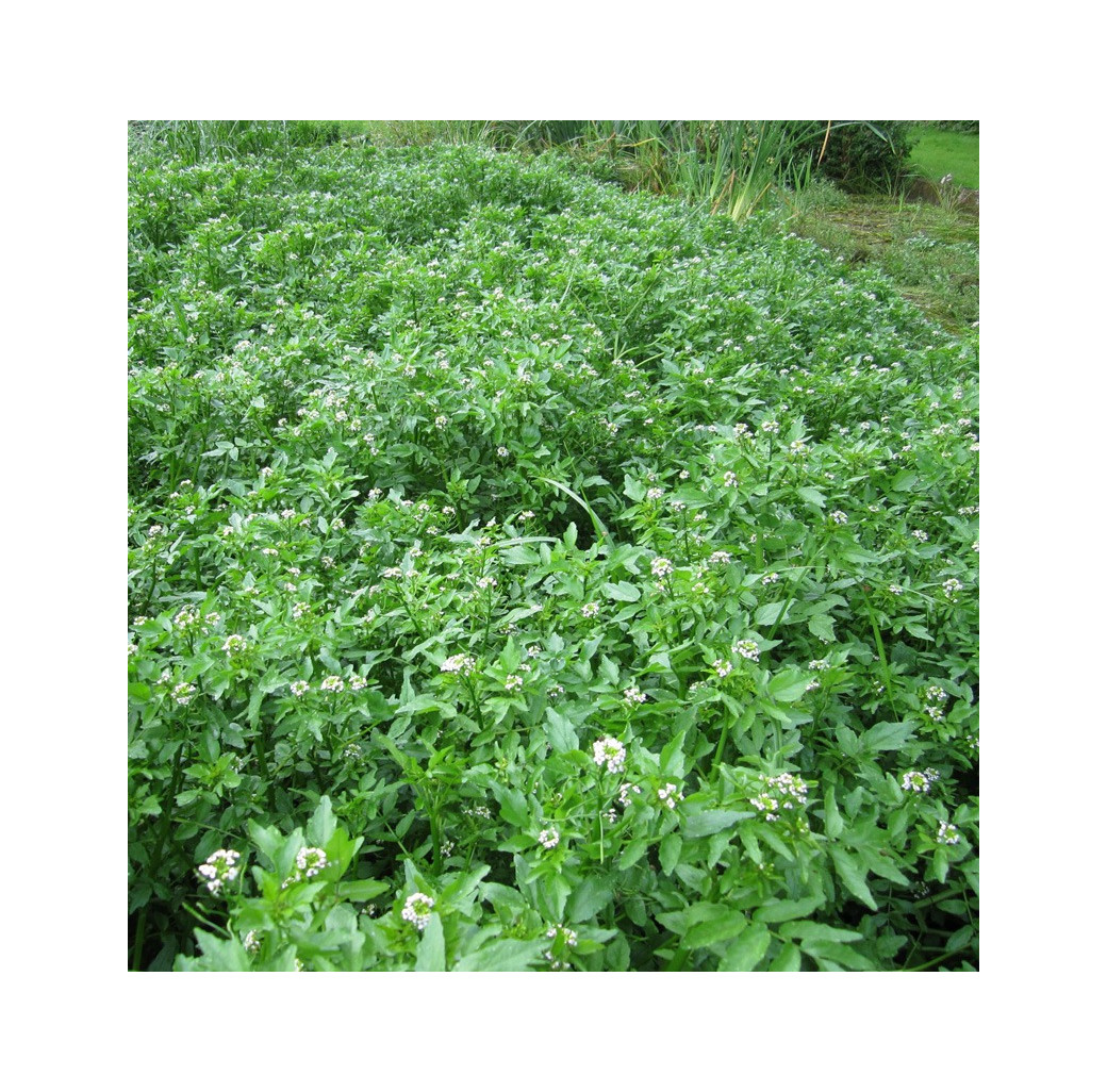 Water Cress (Rorippa Nasturtium Aquaticum) Marginal Pond Plant