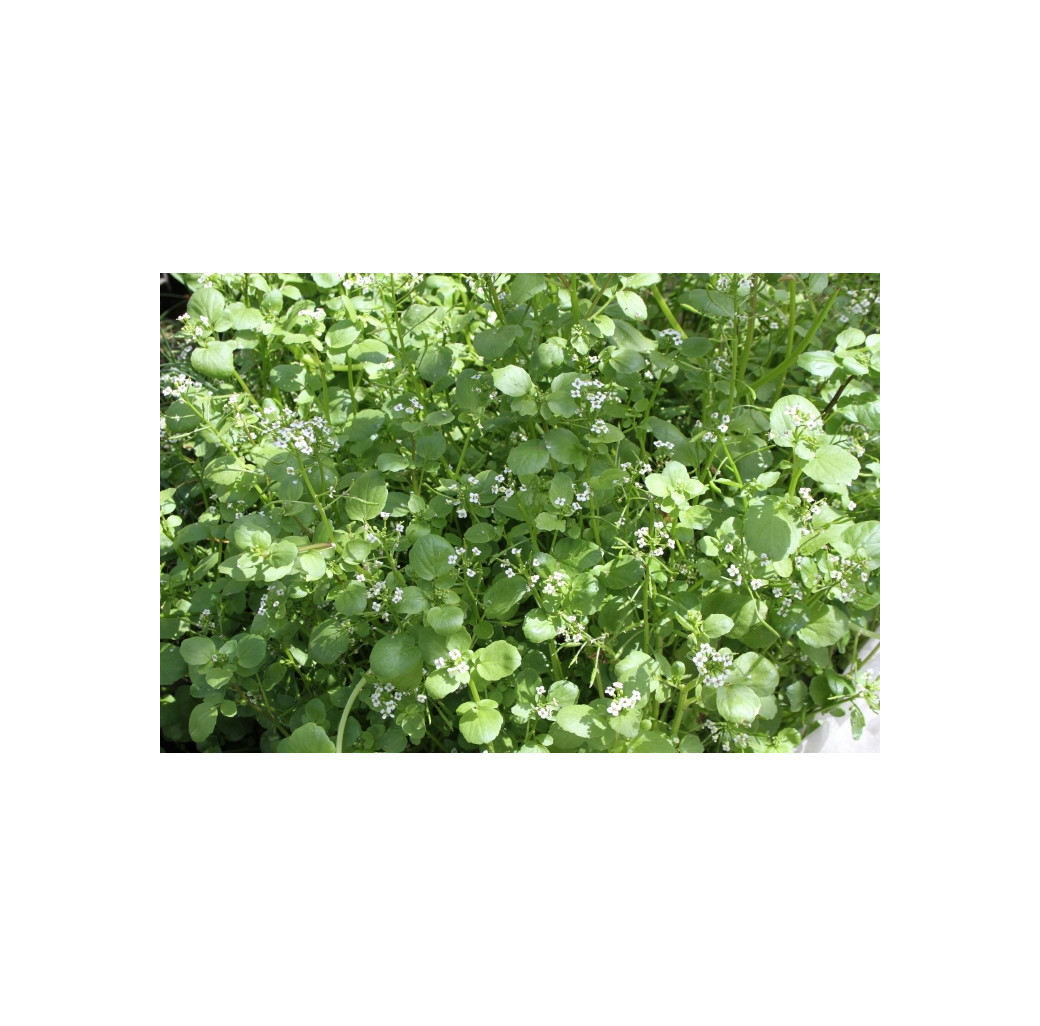 Pond Plant - Nasturtium aquaticum (Watercress) - Pack of 3 Plug Plants