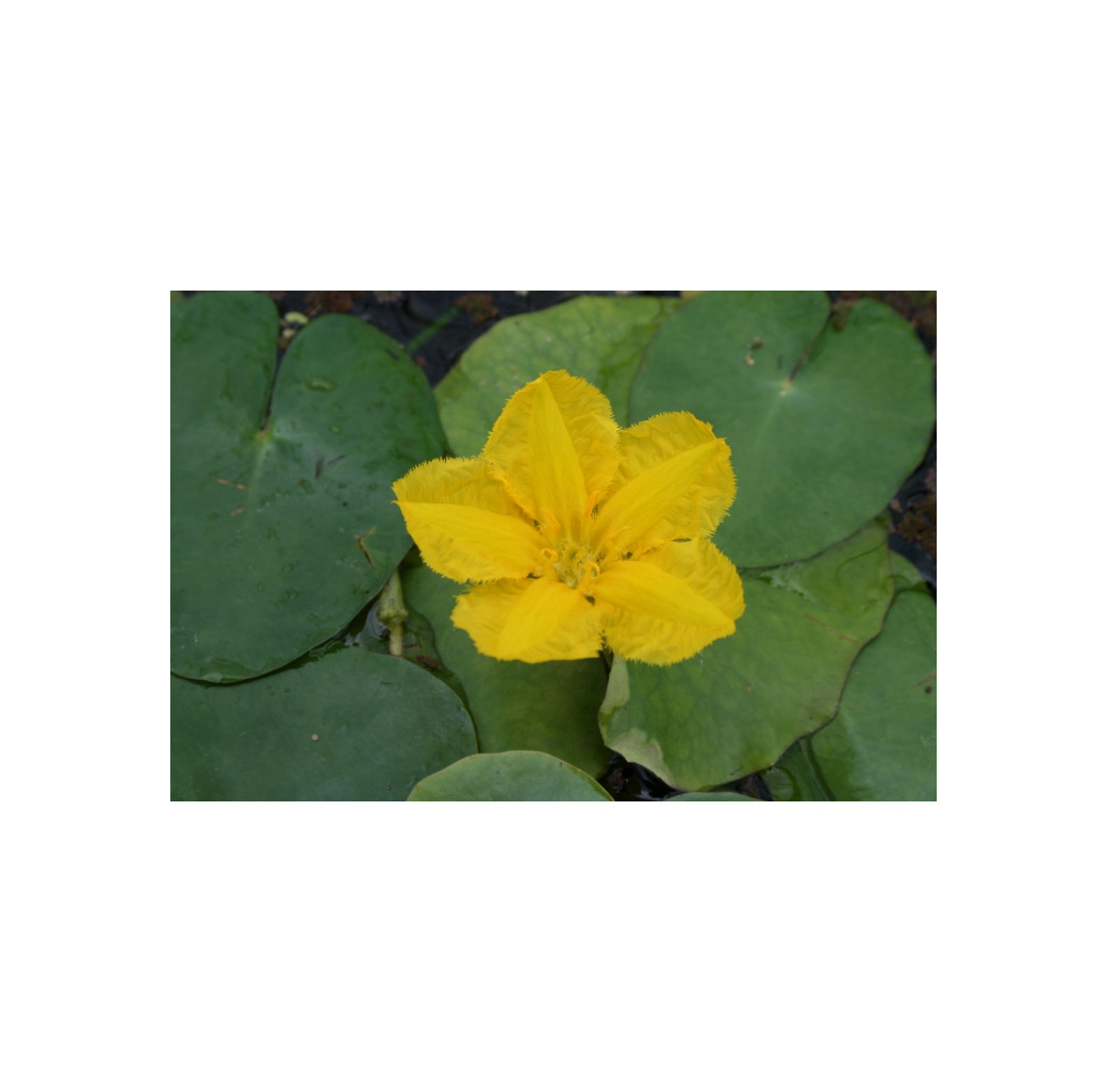 Pond Plant - Nymphoides peltata (Floating Heart) 1L