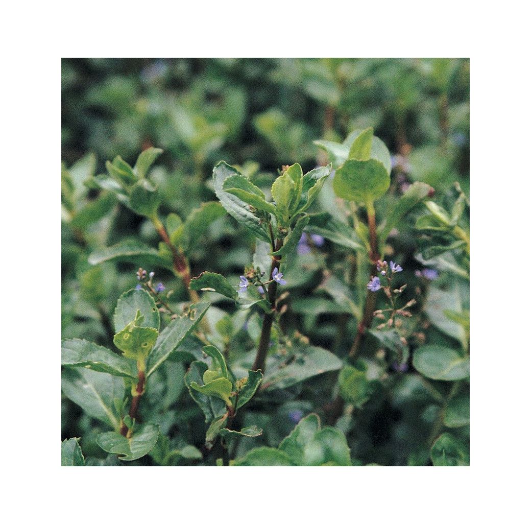 Brooklime (Veronica Beccabunga) Marginal Pond Plant