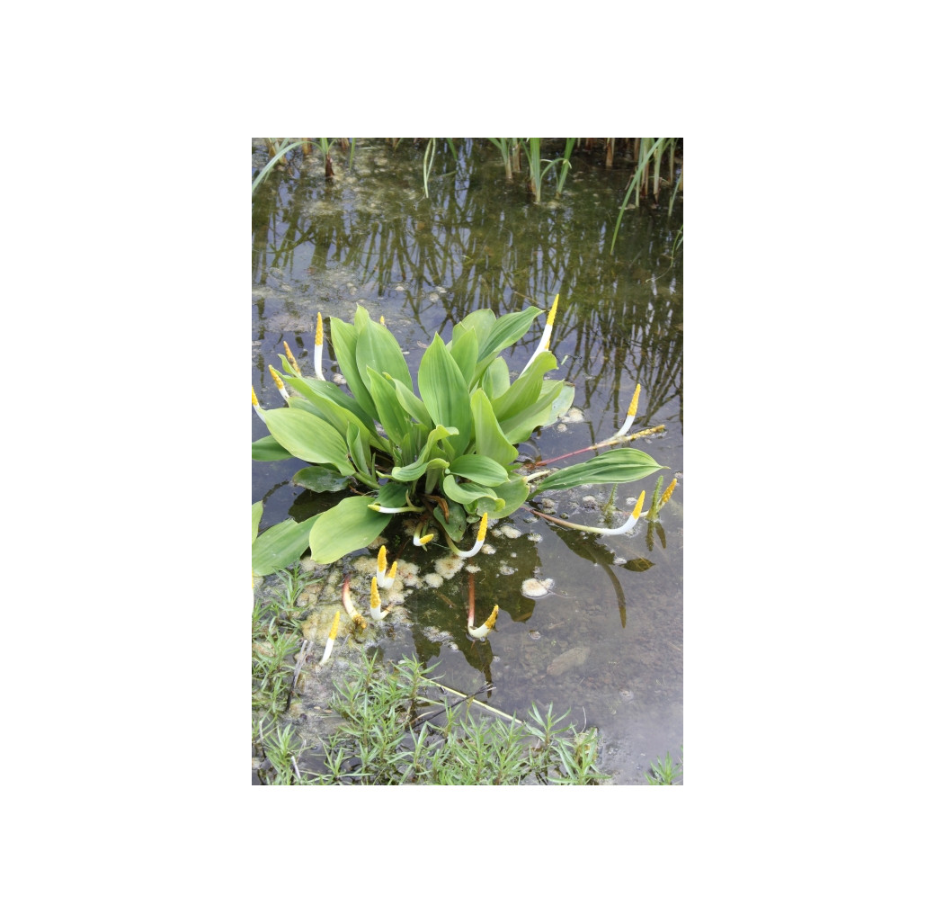 Pond Plant - Orontium aquaticum (Golden Club) 1L