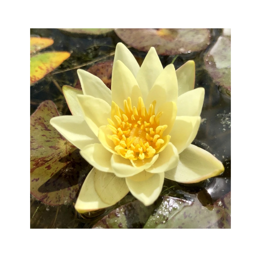 Pygmaea Helvola Water Lily (Nymphaea Pygmaea helvola) Yellow Mini Water Lily