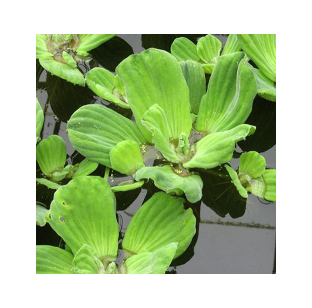 Water Lettuce (Pistia stratiotes) Pack of 5 Floating Pond Plants