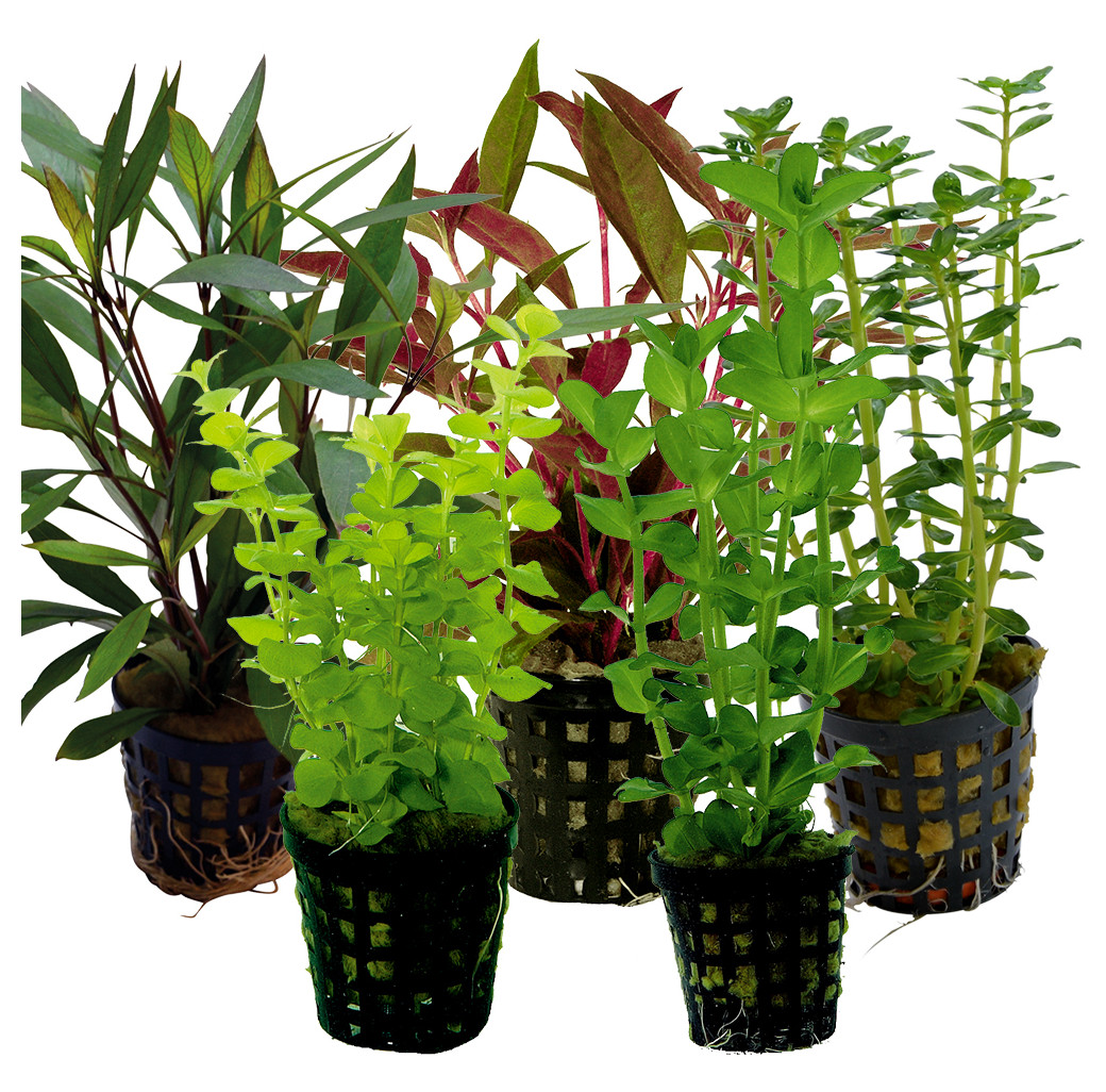 Tropical Aquarium Plant Pack - Basic