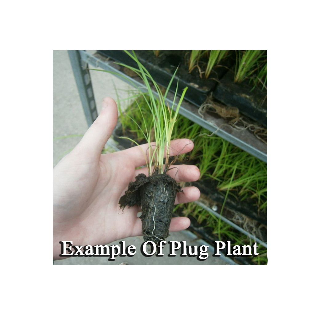 Pond Plant - Juncus inflexus (Hard Rush) - Pack of 3 Plug Plants