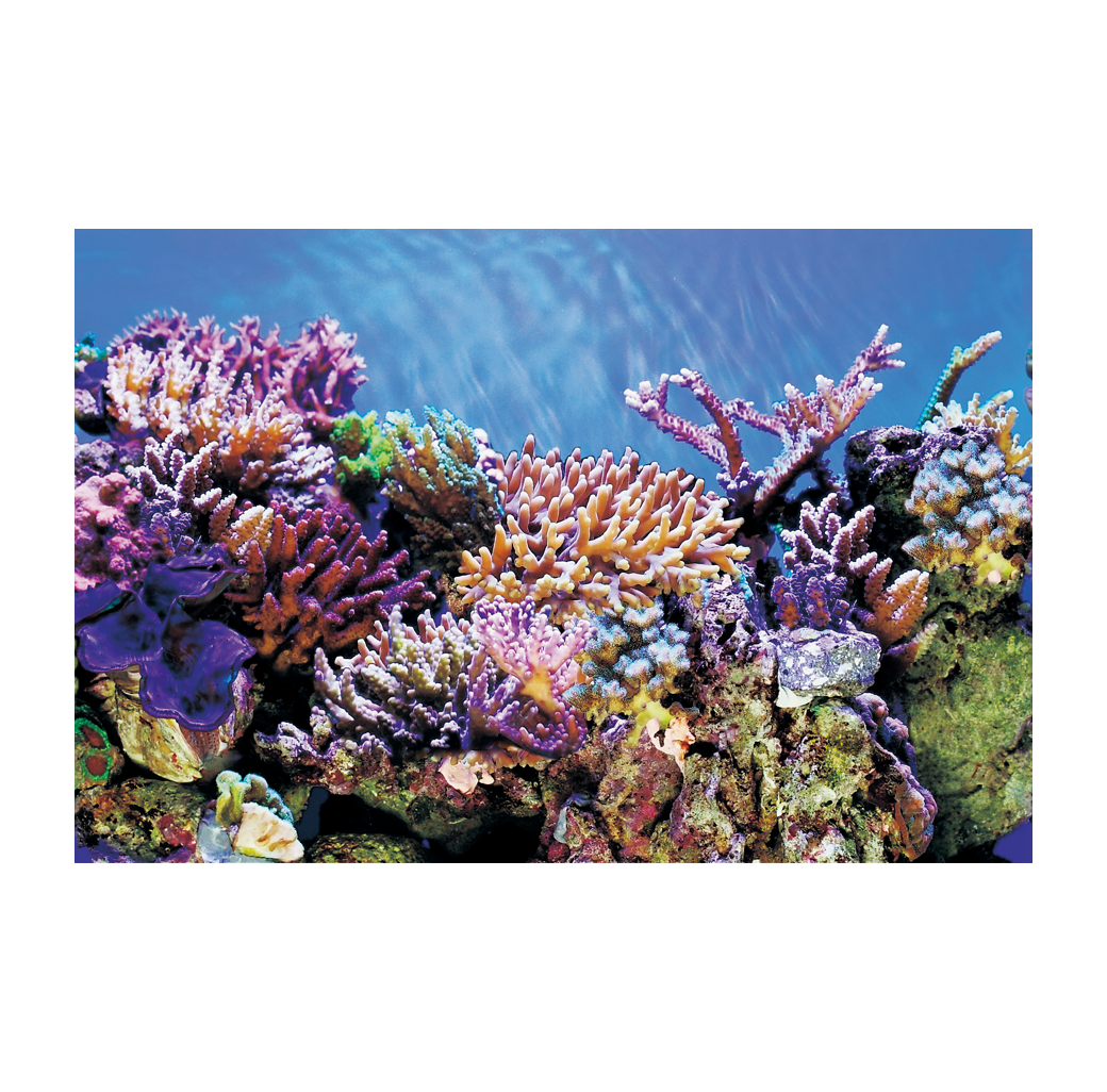 Superfish 2 Sided Aquarium Background A - Black & Reef