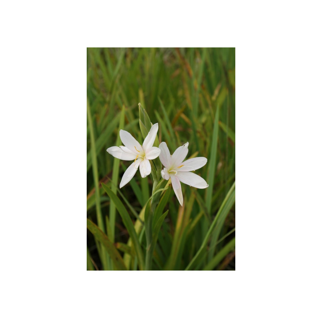 Pond Plant - Schizostylis alba (White Flag) - Pack of 3 Plug Plants