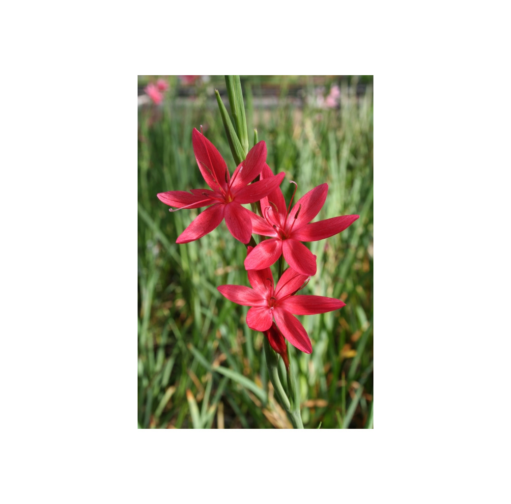 Pond Plant - Schizostylis 'Red' (Red Flag) - Pack of 3 Plug Plants