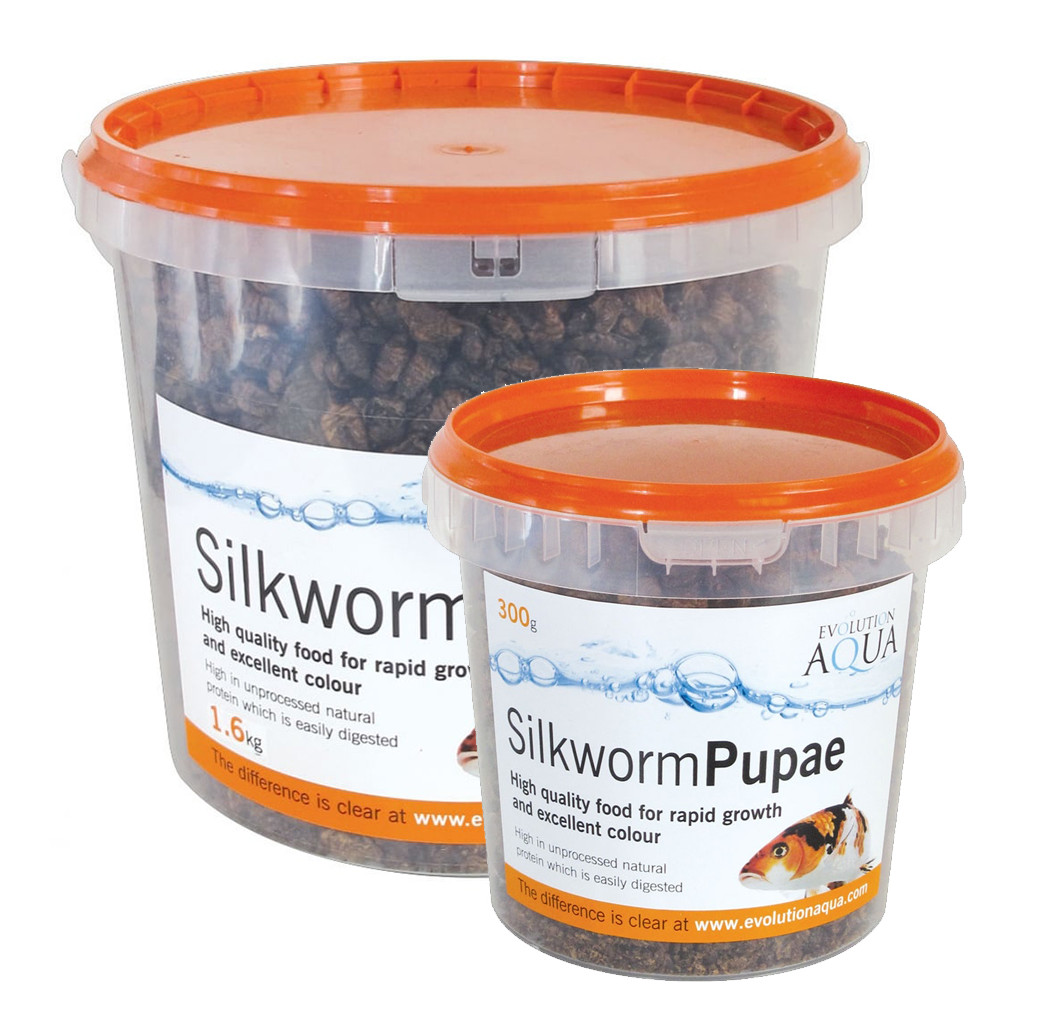 Evolution Aqua Silkworm Pupae