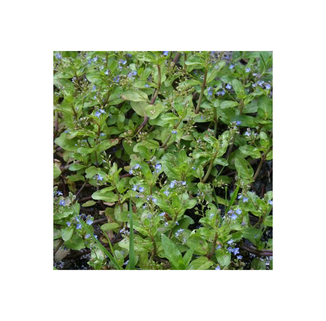 Pond Plant - Veronica beccabunga (Brooklime) - Pack of 3 Plug Plants