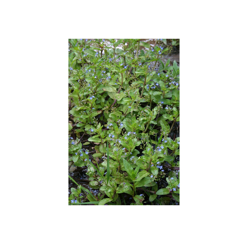 Pond Plant - Veronica beccabunga (Brooklime) - Pack of 3 Plug Plants