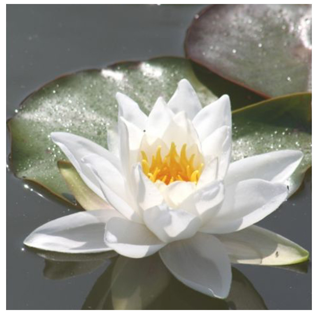 Pond Plant - White Waterlily (1L)