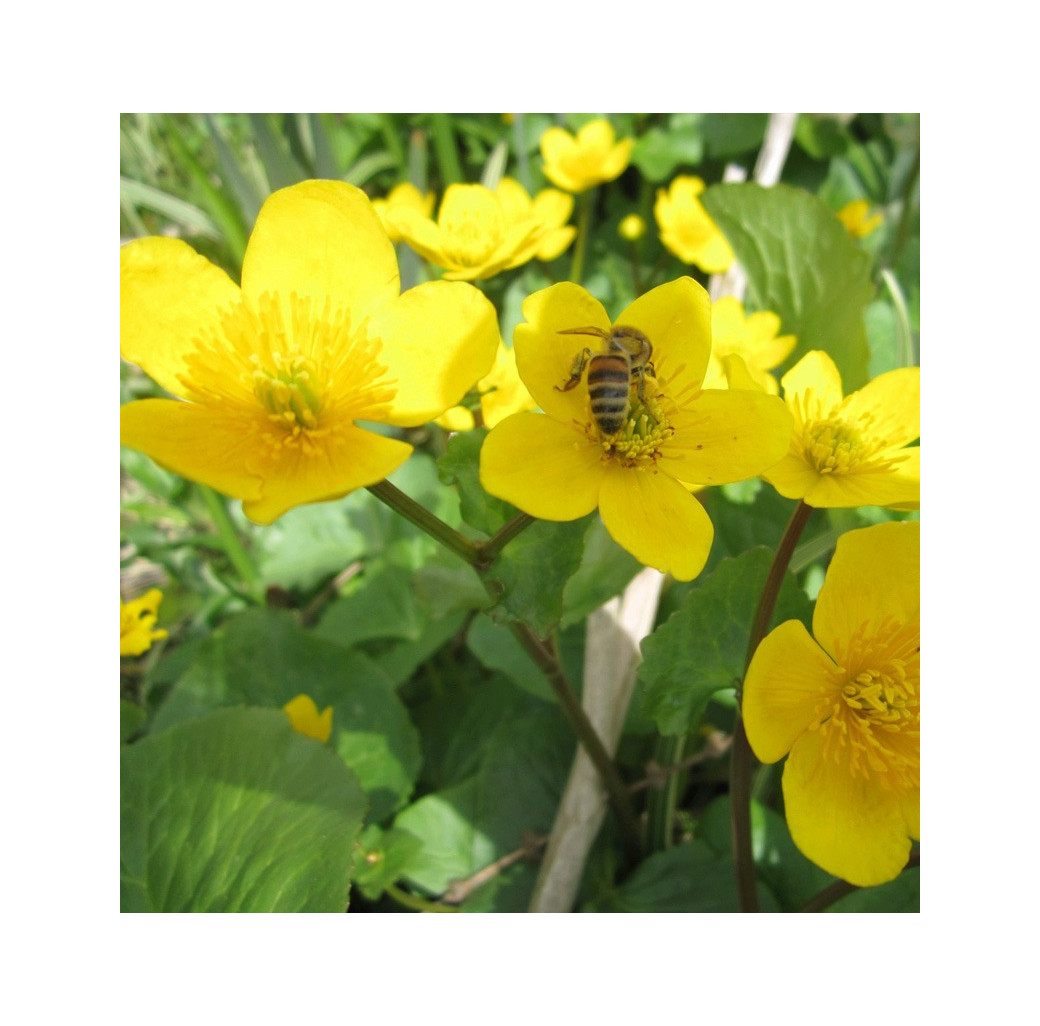 Marsh Marigold (Caltha Palustris) Marginal Pond Plant