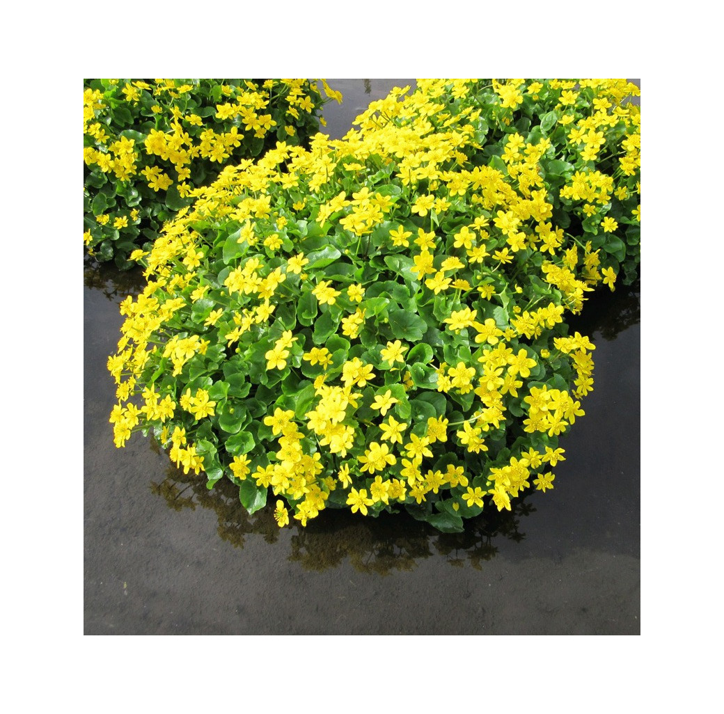 Marsh Marigold (Caltha Palustris) Marginal Pond Plant