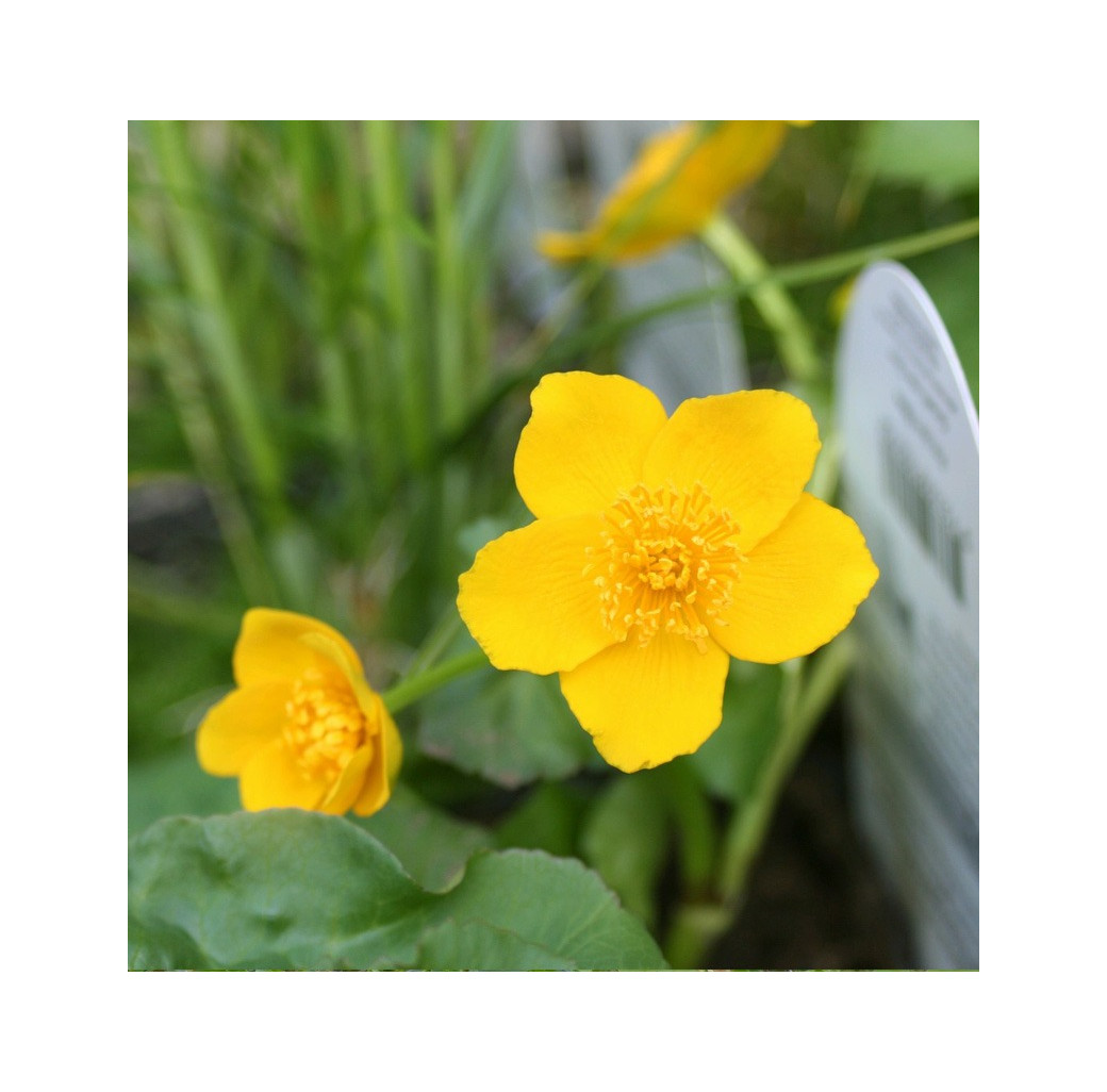 Marsh Marigold (Caltha Palustris) Marginal Pond Plant