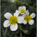 Water Crowfoot (Ranunculus Aquatilis) Oxygenating Pond Plant Pack of 5