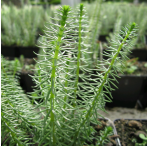 Mare's Tail (Hippuris Vulgaris) 1L Oxygenating Pond Plant