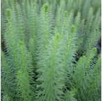 Mare's Tail (Hippuris Vulgaris) 1L Oxygenating Pond Plant