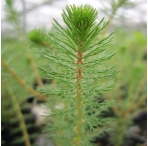 Spiked Water Milfoil  (Myriophyllum Crispatum) 1L Oxygenating Pond Plant