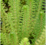 Spiked Water Milfoil  (Myriophyllum Crispatum) 1L Oxygenating Pond Plant