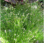 Fibre Optic Plant (Scirpus Cernuus) 1L Oxygenating Pond Plant