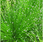 Fibre Optic Plant (Scirpus Cernuus) 1L Oxygenating Pond Plant