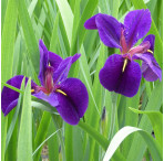 Black Gamecock (Iris Louisiana 'Black Gamecock') Marginal Pond Plant