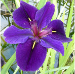 Black Gamecock (Iris Louisiana 'Black Gamecock') Marginal Pond Plant