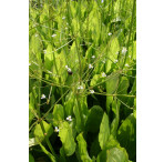 Pond Plant - Alisma plantago (Water Plantain) - Pack of 3 Plug Plants